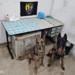 Cães farejadores localizam esconderijo com centenas de porções de drogas na zona Norte de RP