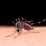 Brasil entra em alerta: Ministério da Saúde reforça mobilização nacional contra a dengue