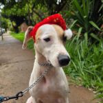 Ribeirão realiza feira de adoção de animais neste sábado