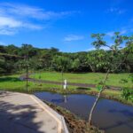 Enxame de abelhas fecha Parque Curupira nesta segunda-feira (30)