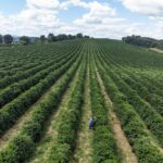 Agrishow 2026: Com o maior crédito rural da história, SP anuncia pacote de R$ 455 mi para o agro paulista