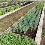 Novo Shopping realiza primeira colheita da Horta Comunitária e destina produção a instituições sociais