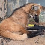 Logo-guará, jacaré e tamanduá estão entre os 660 animais recuperados Centro de Triagem e Reabilitação de Animais Silvestres