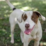 Prefeitura promove feira de adoção de animais neste sábado (23)