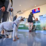 Serviço veterinário gratuito de Ribeirão Preto passa de 1.700 procedimentos em poucos dias