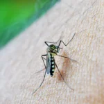 Febre amarela faz quinta vítima em São Paulo em 2026; estado registra 10 casos da doença