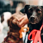 Dia 31 de julho é Dia Do Vira-Lata: veja leis que protegem estes PET