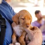 Prefeitura realiza mutirão de inscrição para castração gratuita de pets a partir desta quarta-feira (19)