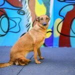 Prefeitura realiza feira de adoção de pets na próxima semana