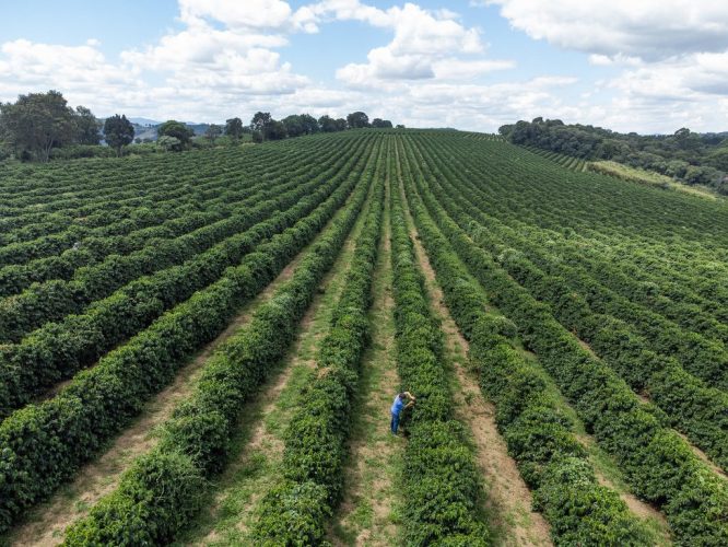 Recursos são direcionados a linhas de financiamento para produção, investimento e seguro rural, entre outras medidas. Foto: Governo de SP