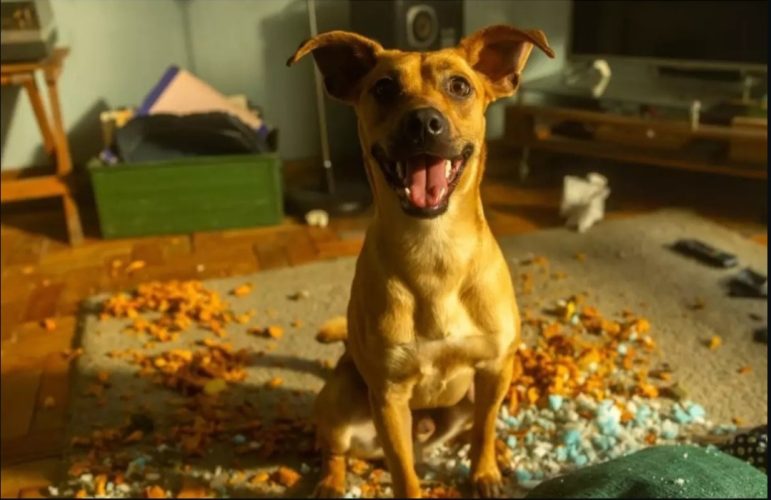 Imagem: Reprodução/Internet