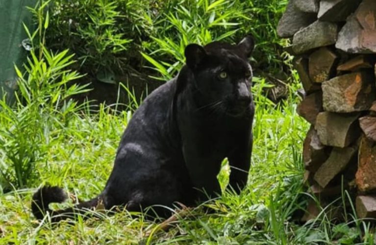 Imagem: Reprodução/Internet