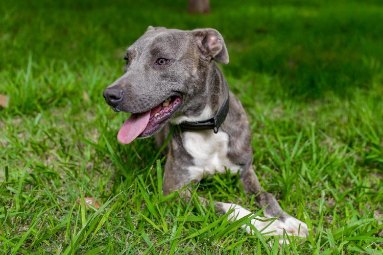 Fotos: Guilherme Sircili PMRP