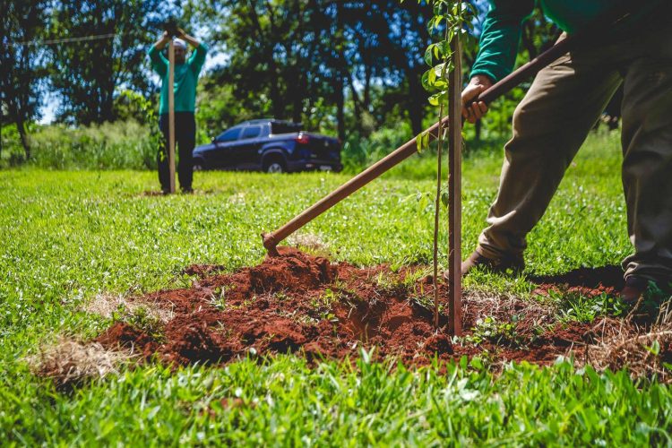 Plantio De Mudas - Foto Guilherme Sircilli